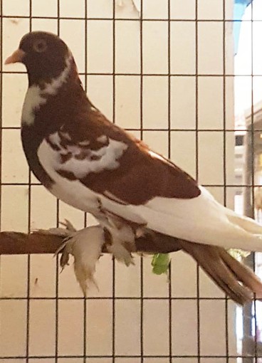 Savona, colombi ornamentali in cerca d'adozione (FOTO)