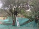 Albisola, bando tra Comune e cittadini: potano le piante comunali e si tengono le olive