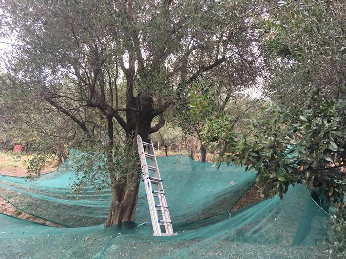 Albisola, bando tra Comune e cittadini: potano le piante comunali e si tengono le olive Albisola, bando tra Comune e cittadini: potano le piante comunali e si tengono le olive