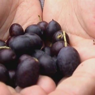 Albenga, a caccia delle finte olive taggiasche