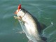 Domenica apre la pesca interna, Enpa "Nessun riguardo per la fauna selvatica ittica" Domenica apre la pesca interna, Enpa "Nessun riguardo per la fauna selvatica ittica"