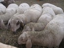 L'Asl2 bandisce il concorso per il direttore di Struttura complessa della Sanità animale