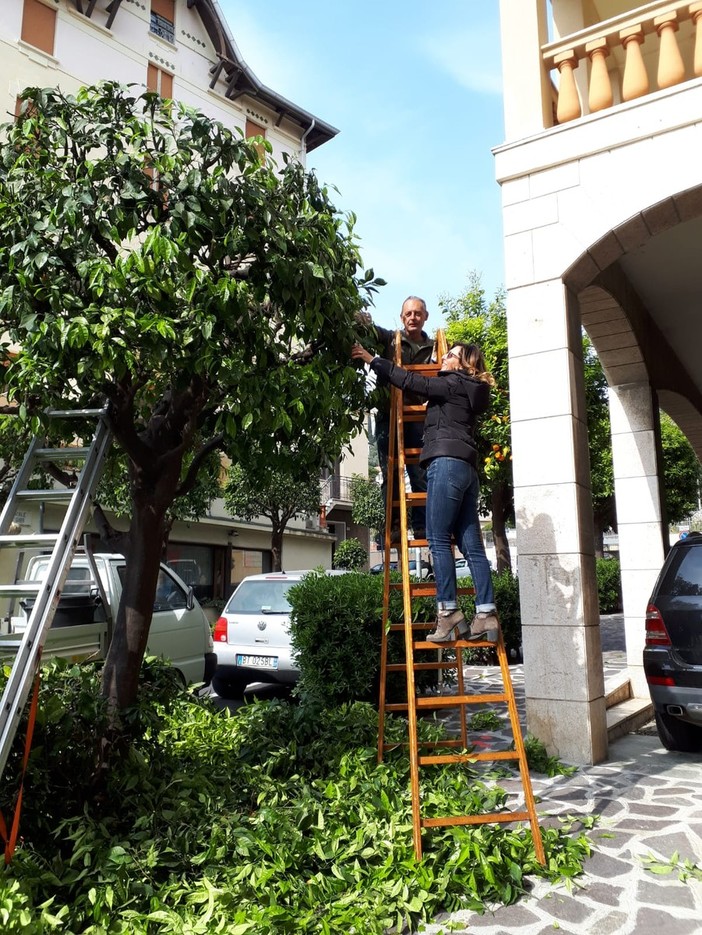 Alassio: nuova vita per gli "ex alberi di Natale"
