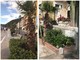 Nuove palme e alberi ad alto fusto per la Città di Alassio (FOTO)