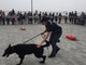L'Unità Cinofila della Polizia presente all'evento “Savona a 6 zampe”