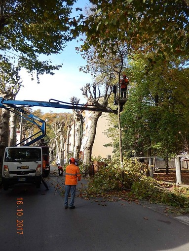 Mallare, potatura piante in viale Luigi Corsi