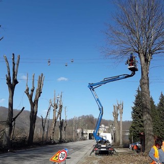 Ferrania, iniziata la potatura degli alberi in viale della Libertà Ferrania, iniziata la potatura degli alberi in viale della Libertà