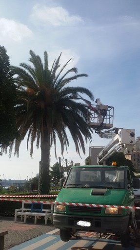 Lotta al punteruolo rosso ad Albissola Marina