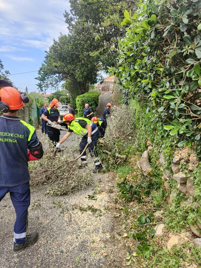 Albenga, intervento della Protezione Civile per un albero caduto a Campochiesa