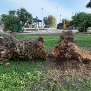 Il forte vento abbatte una palma in corso Vittorio Veneto a Savona