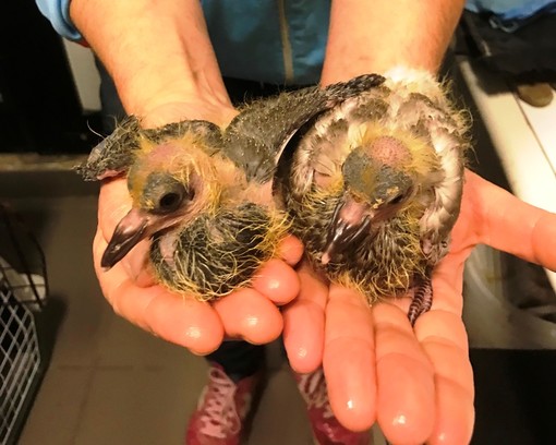 Nidi di volatili distrutti in provincia di Savona. L'Enpa recupera due colombi di pochi giorni