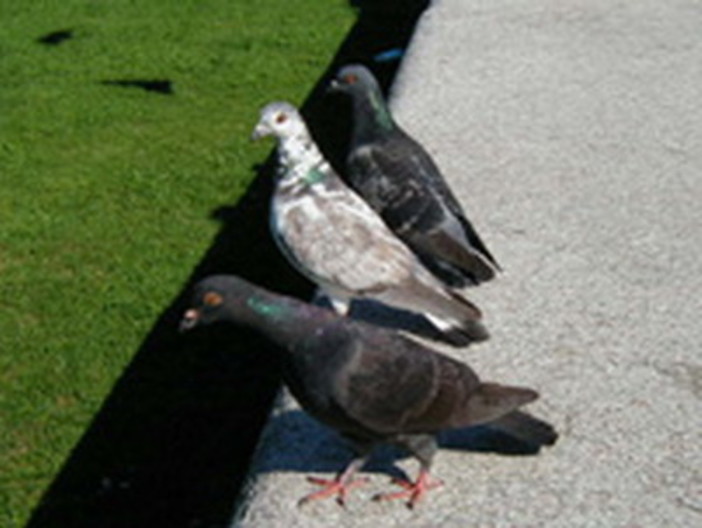 Savona: scherzo del primo aprile ai danni dei piccioni