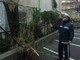 A Borghetto Santo Spirito un pino cade in un condominio di largo Doria