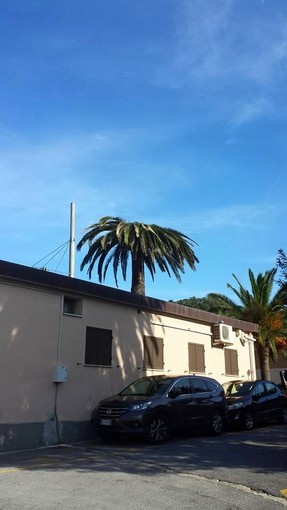 Palma colpita dal punteruolo rosso a Finale, Guzzi: "Monitoriamo la situazione, messi in atto tutti i passaggi necessari"