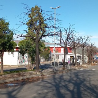 Albenga, avviate le potature in viale Che Guevara. Nei prossimi giorni altri interventi sul verde Albenga, avviate le potature in viale Che Guevara. Nei prossimi giorni altri interventi sul verde