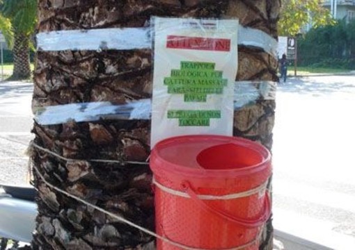 Liguria: caccia aperta al punterolo rosso minaccia ecologica