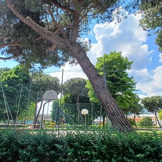 Piante abbattute ad Albisola, OSA e PAI: "Se pericolanti, perché l'intervento non si è anticipato d'inverno con meno rischi per i nidi?"