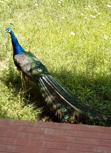 Pavone smarrito a Varazze: l'appello dell'Enpa