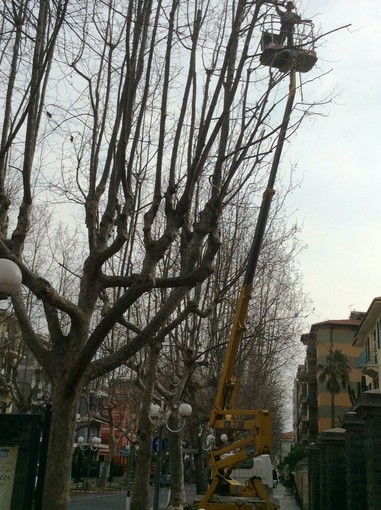 Albenga, proseguono i lavori di potatura degli alberi di Viale Italia