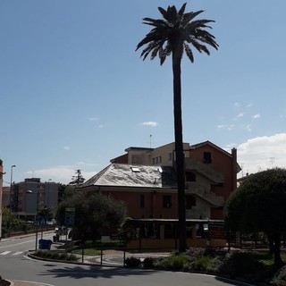 Albisola, verrà abbattuta la storica palma di via Turati