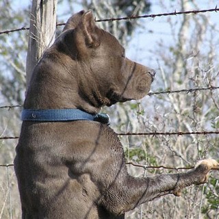 Finale: pitbull aggredisce bambino, paura al Melogno