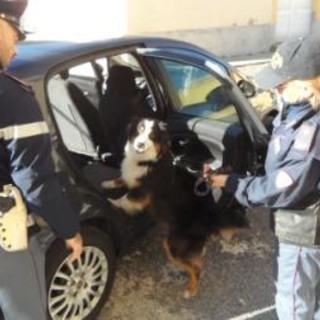 Finale, unità cinofile della Polizia a scuola. Beccati due studenti con alcuni grammi di hashish