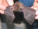 Il pipistrello soccorso Il pipistrello soccorso