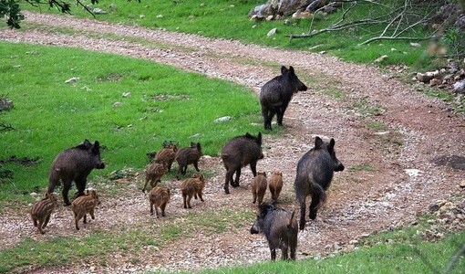 Peste suina, aumentano i casi nel savonese. Coldiretti: "Serve un cambio di passo sul contenimento dei cinghiali" Peste suina, aumentano i casi nel savonese. Coldiretti: "Serve un cambio di passo sul contenimento dei cinghiali"