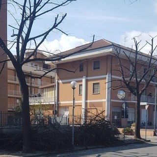 Albenga, potati gli alberi in viale 8 marzo. Prosegue così il piano di manutenzione del verde pubblico