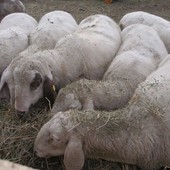 Blue Tongue, aumentano i casi, 4 pecore morte a Calizzano e Stella Blue Tongue, aumentano i casi, 4 pecore morte a Calizzano e Stella