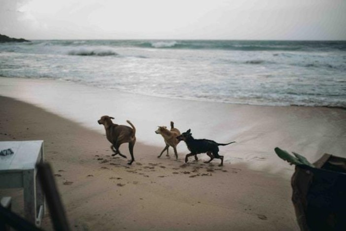 Pet Economy in vacanza: come gestire il budget per i nostri amici a 4 zampe Pet Economy in vacanza: come gestire il budget per i nostri amici a 4 zampe