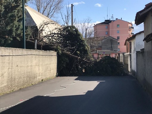 Forte vento a Cairo Montenotte: pino crolla sulla strada (FOTO)