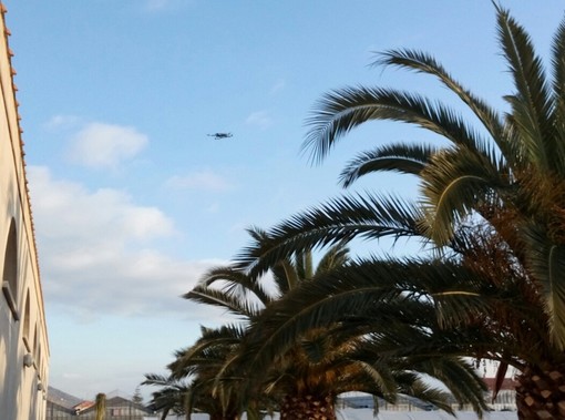 Savona, il punteruolo rosso colpisce le palme savonesi. l'assessore Santi: "55mila euro per curarle, faremo il possibile" Savona, il punteruolo rosso colpisce le palme savonesi. l'assessore Santi: "55mila euro per curarle, faremo il possibile"