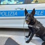 Loano, in piazza Italia arrivano le unità cinofile: una mattinata tra addestramento e sicurezza Loano, in piazza Italia arrivano le unità cinofile: una mattinata tra addestramento e sicurezza