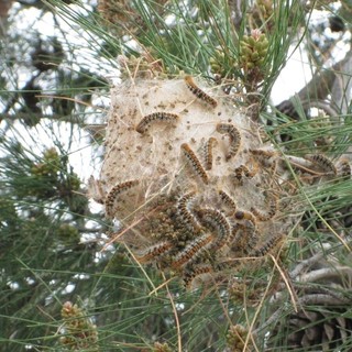 Spotorno dichiara guerra alla processionaria con un sistema innovativo: trattati 166 pini domestici