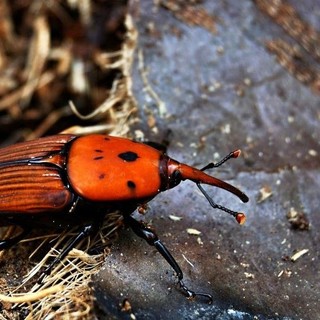 Varazze, prosegue la lotta al punteruolo rosso: installata una trappola per catturare l'insetto