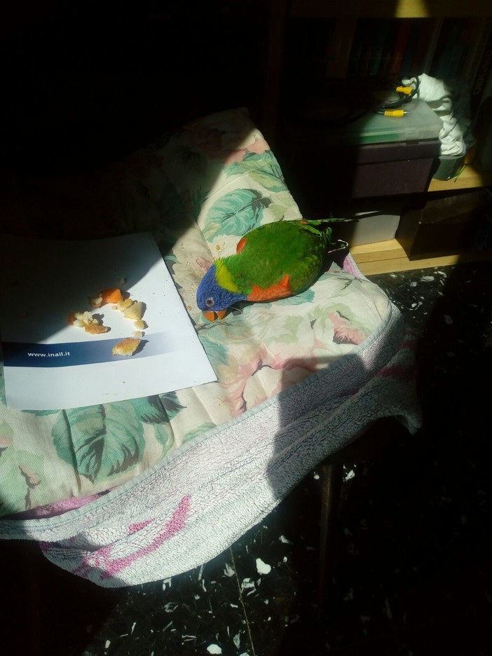 Ritrovato un pappagallino ad Alassio