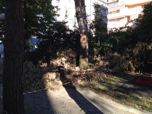 Albenga, alberi potati, ma i rami abbandonati a terra da oltre 2 settimane