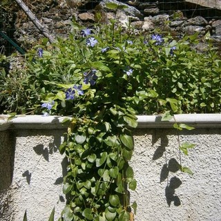 Le piante del mio giardino