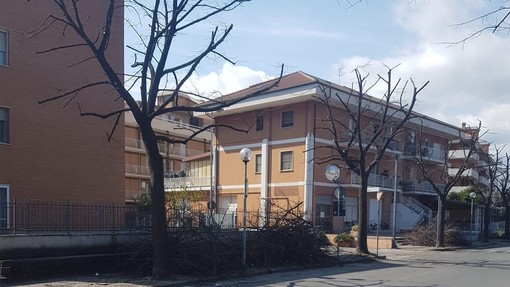 Albenga, potati gli alberi in viale 8 marzo. Prosegue così il piano di manutenzione del verde pubblico