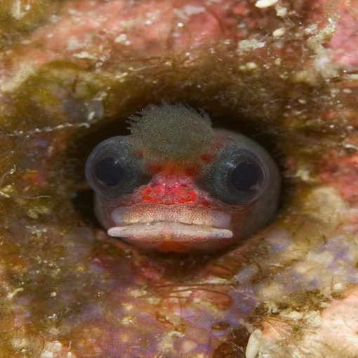 La capitaneria di Savona controlla il pesce venduto negli esercizi della Valle d'Aosta: Regolari? Nessuno.