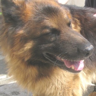 Animali e famiglie indigenti