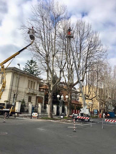 Albenga: potatura degli alberi in viale Italia