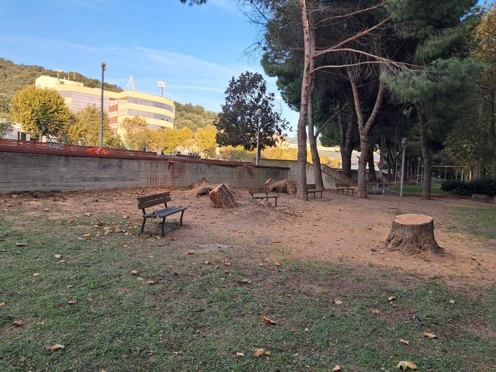Savona, rimossi i pini marittimi caduti ai giardini delle Trincee nell'ultima ondata di maltempo Savona, rimossi i pini marittimi caduti ai giardini delle Trincee nell'ultima ondata di maltempo