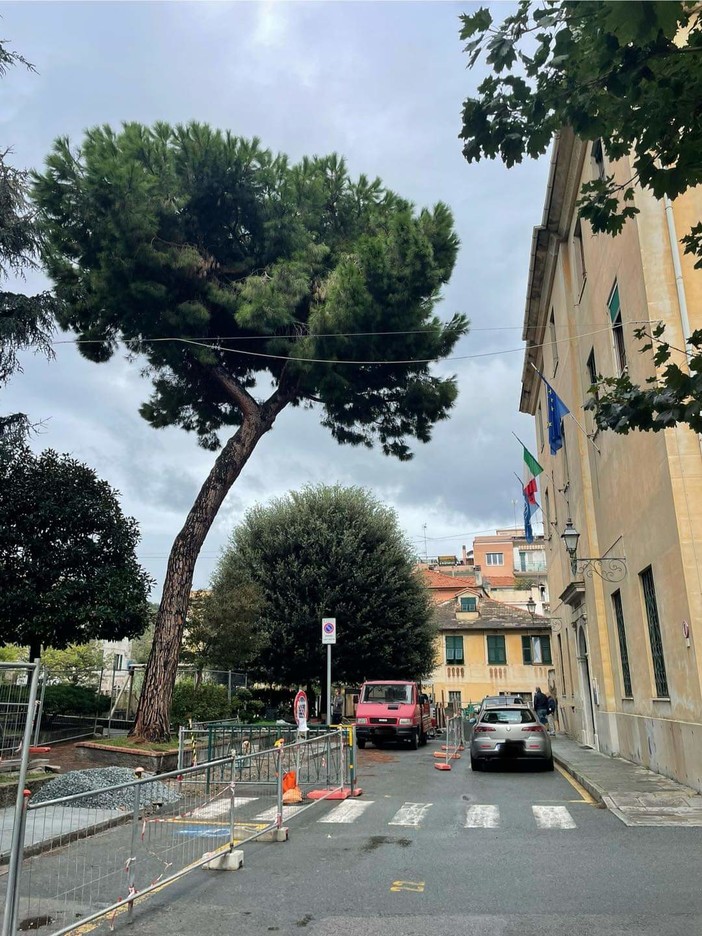 Albisola, pino rischia di abbattersi su Piazza della Libertà: disposta la rimozione Albisola, pino rischia di abbattersi su Piazza della Libertà: disposta la rimozione