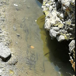 Savona, pesci in difficoltà nel Letimbro: il grido d'allarme di Enpa