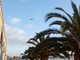 Savona, il punteruolo rosso colpisce le palme savonesi. l'assessore Santi: "55mila euro per curarle, faremo il possibile" Savona, il punteruolo rosso colpisce le palme savonesi. l'assessore Santi: "55mila euro per curarle, faremo il possibile"