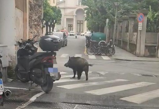 Cinghiali in centro città a Savona, il sindaco Russo alla Regione: "Fenomeno di dimensioni inaccettabili" Cinghiali in centro città a Savona, il sindaco Russo alla Regione: "Fenomeno di dimensioni inaccettabili"