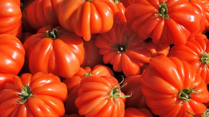 "Albenga in Tavola", il 10 giugno lo Show Cooking dedicato al pomodoro cuore di bue