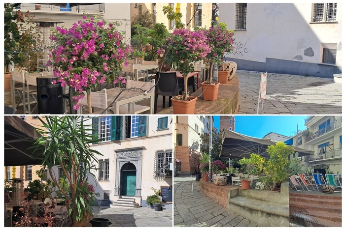 Savona, la "protesta verde" di piazza Vacciuoli: bouganville e palme al posto della quercia abbattuta